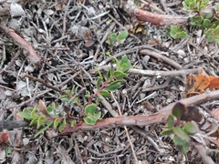 Arctostaphylos pacifica