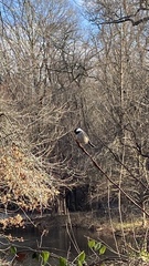 Poecile atricapillus