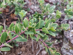 Arctostaphylos pacifica