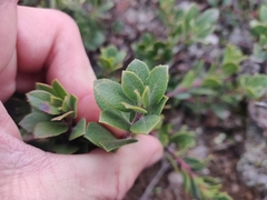 Arctostaphylos pacifica