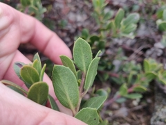 Arctostaphylos pacifica