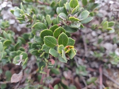 Arctostaphylos pacifica
