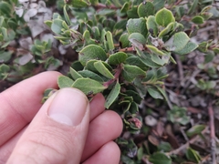 Arctostaphylos pacifica