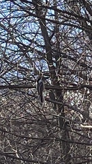 Poecile atricapillus