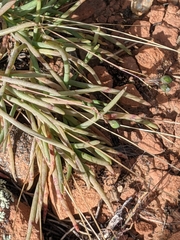 Phemeranthus confertiflorus