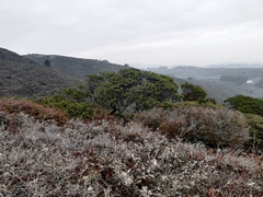 Arctostaphylos montaraensis