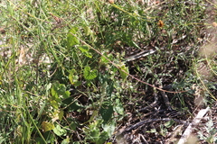 Funastrum