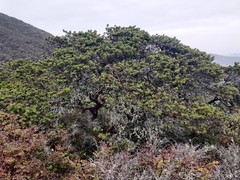 Arctostaphylos montaraensis