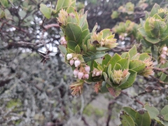 Arctostaphylos montaraensis