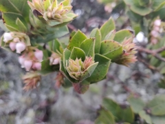 Arctostaphylos montaraensis