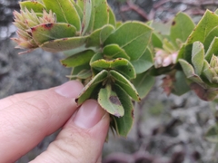 Arctostaphylos montaraensis