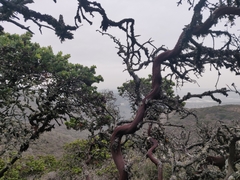 Arctostaphylos montaraensis