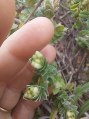 Pimelea villosa