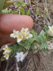 Pimelea villosa