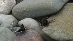 Hyperalonia chilensis