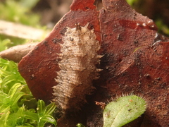 Dasysyrphus