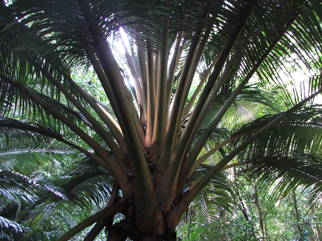 Oraniopsis