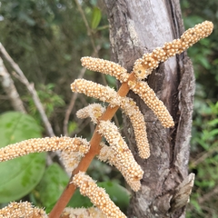 Miconia corallina