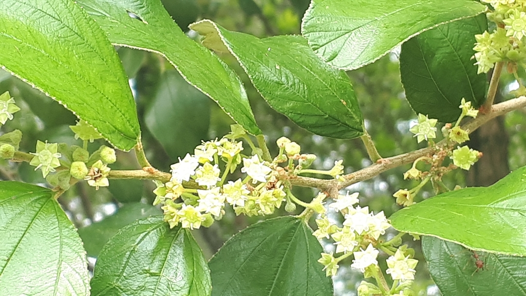 Ziziphus mauritiana, 993, Jalan S2 F22, Garden Homes, 70300 Seremban, Negeri Sembilan, Malaysia