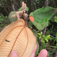 Miconia corallina
