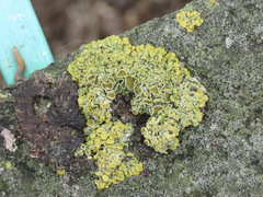 Xanthoria