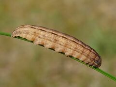 Xestia xanthographa
