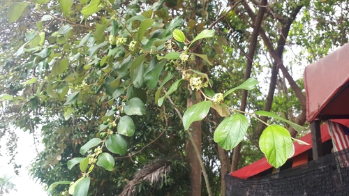 Ziziphus mauritiana