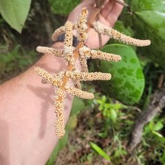Miconia corallina