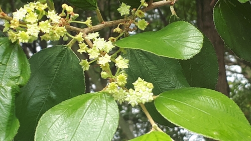 Ziziphus mauritiana