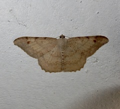 Luxiaria hypaphanes