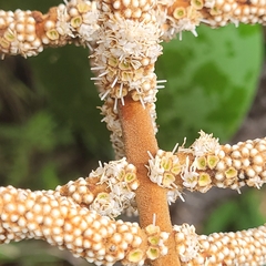 Miconia corallina