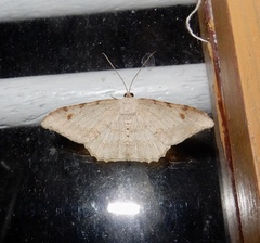 Luxiaria hypaphanes