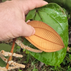 Miconia corallina