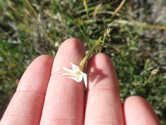Menodora