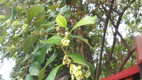 Ziziphus mauritiana