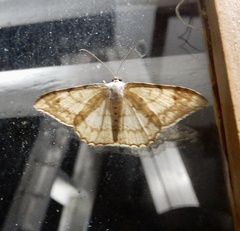 Luxiaria hypaphanes