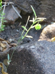 Hebecarpa barbeyana