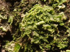 Phaeophyscia nigricans