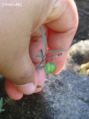 Hebecarpa barbeyana