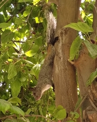 Sciurus stramineus
