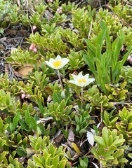 Dryas hookeriana