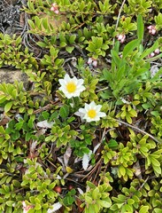 Dryas hookeriana