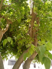 Sciurus stramineus