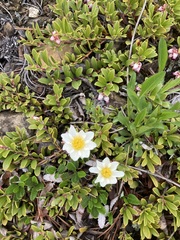Dryas hookeriana