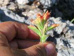 Castilleja scorzonerifolia