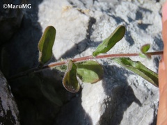 Castilleja scorzonerifolia