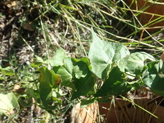 Maurandya antirrhiniflora