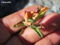 Castilleja scorzonerifolia
