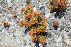 Quinchamalium chilense