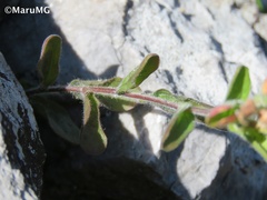 Castilleja scorzonerifolia